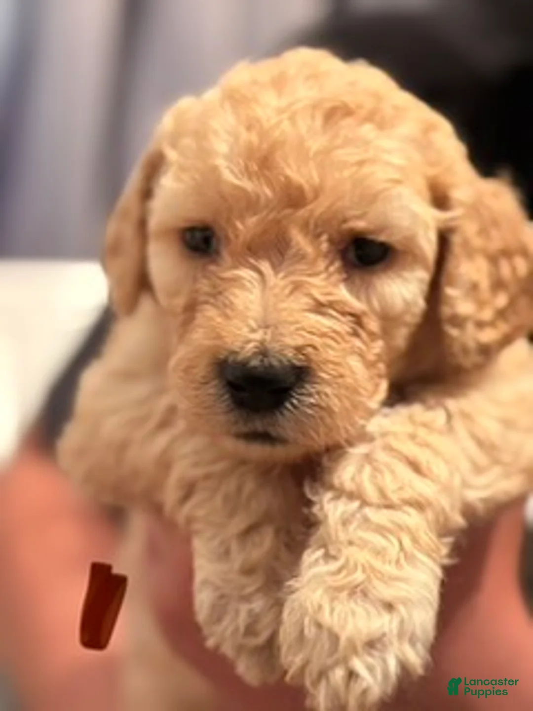 Goldendoodle dogs for sale: Brown Girl - Ad 3