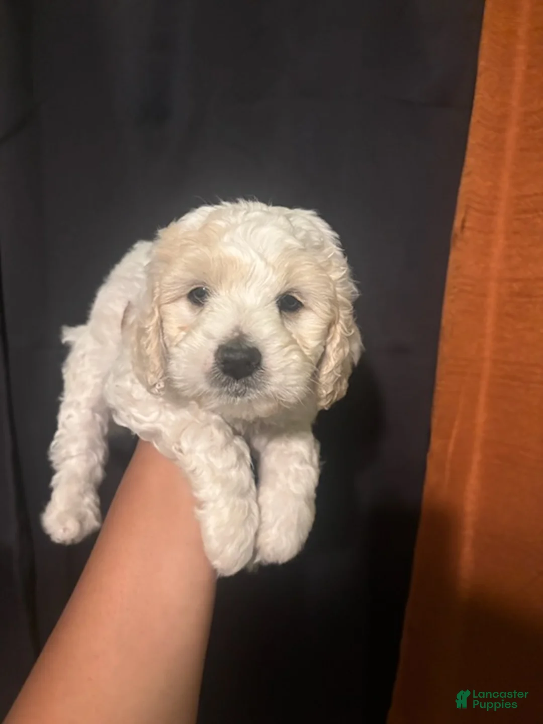 Maltipoo dogs for sale: Theo - Ad 4