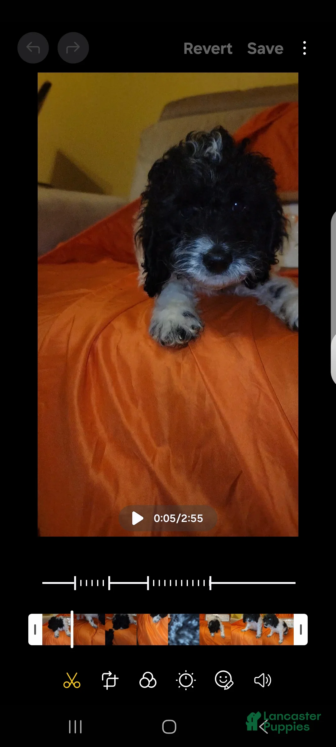 Cockapoo dogs for sale: Muffin - Ad 2