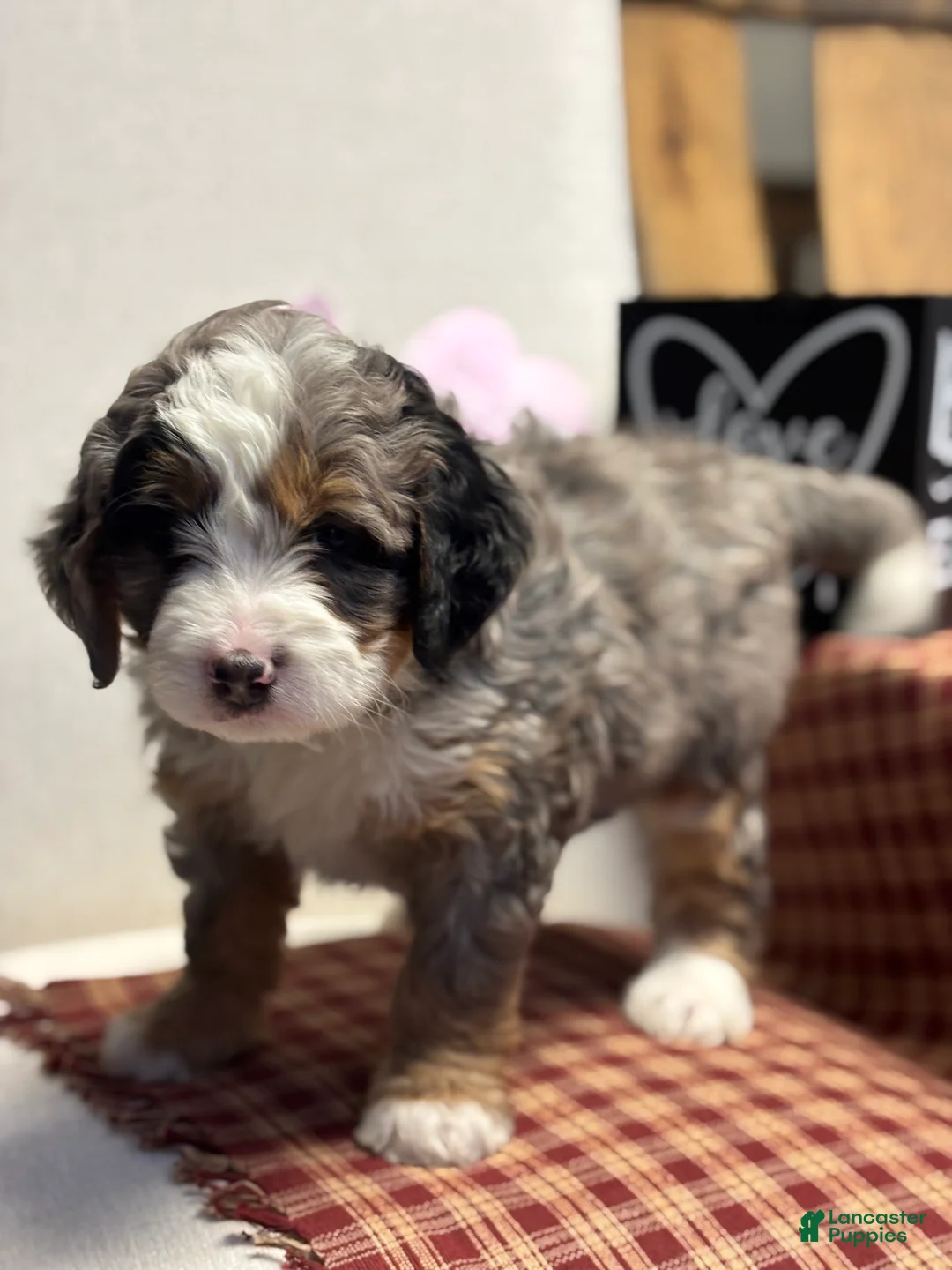 Mini Bernedoodle dogs for sale: Callie Mini Bernedoodle Puppy 1 - Ad 9