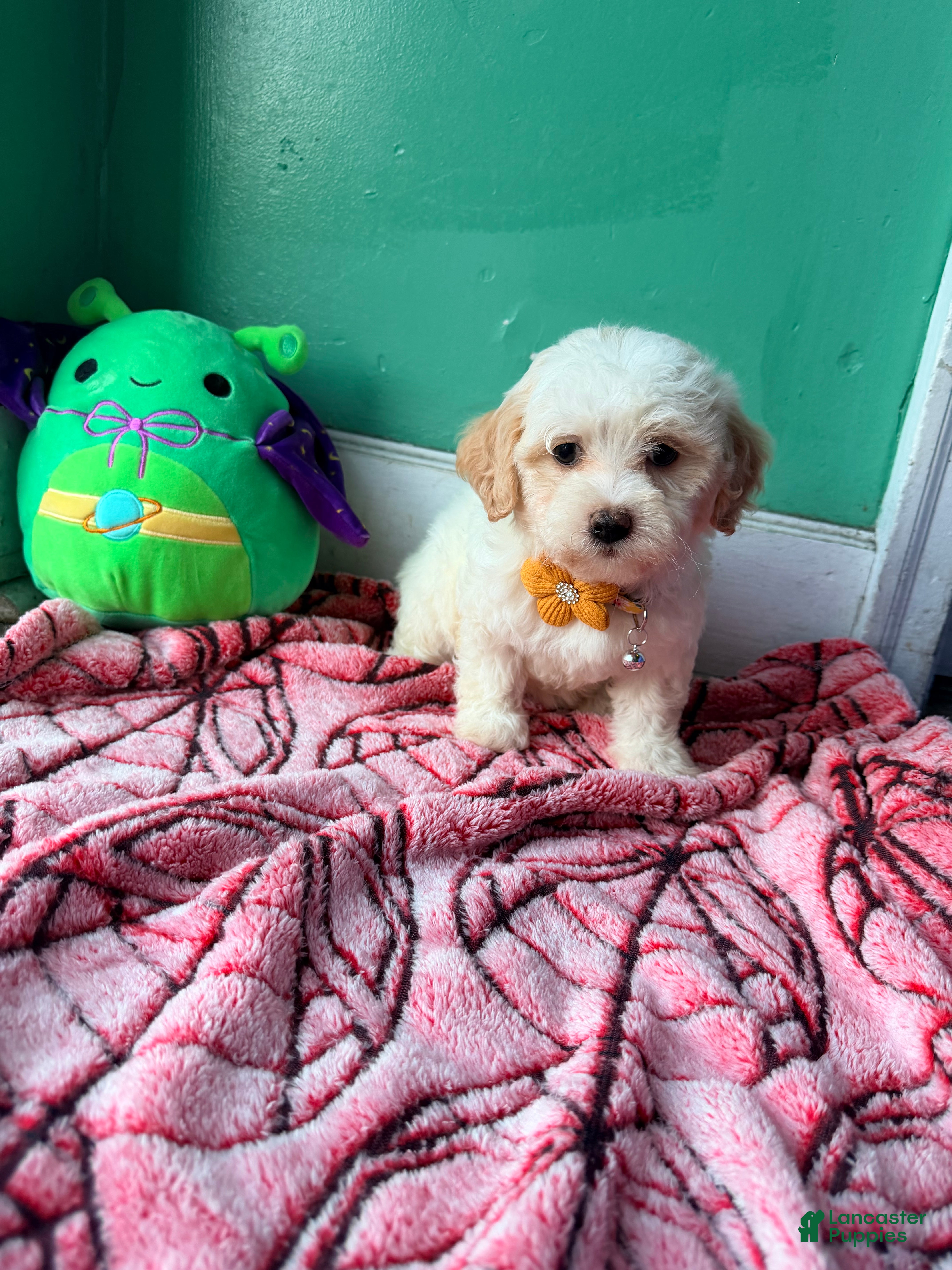 Havapoo dogs Lily - Ad 1