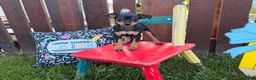 Miniature Pinscher dogs for sale: Mocha  - Ad 4