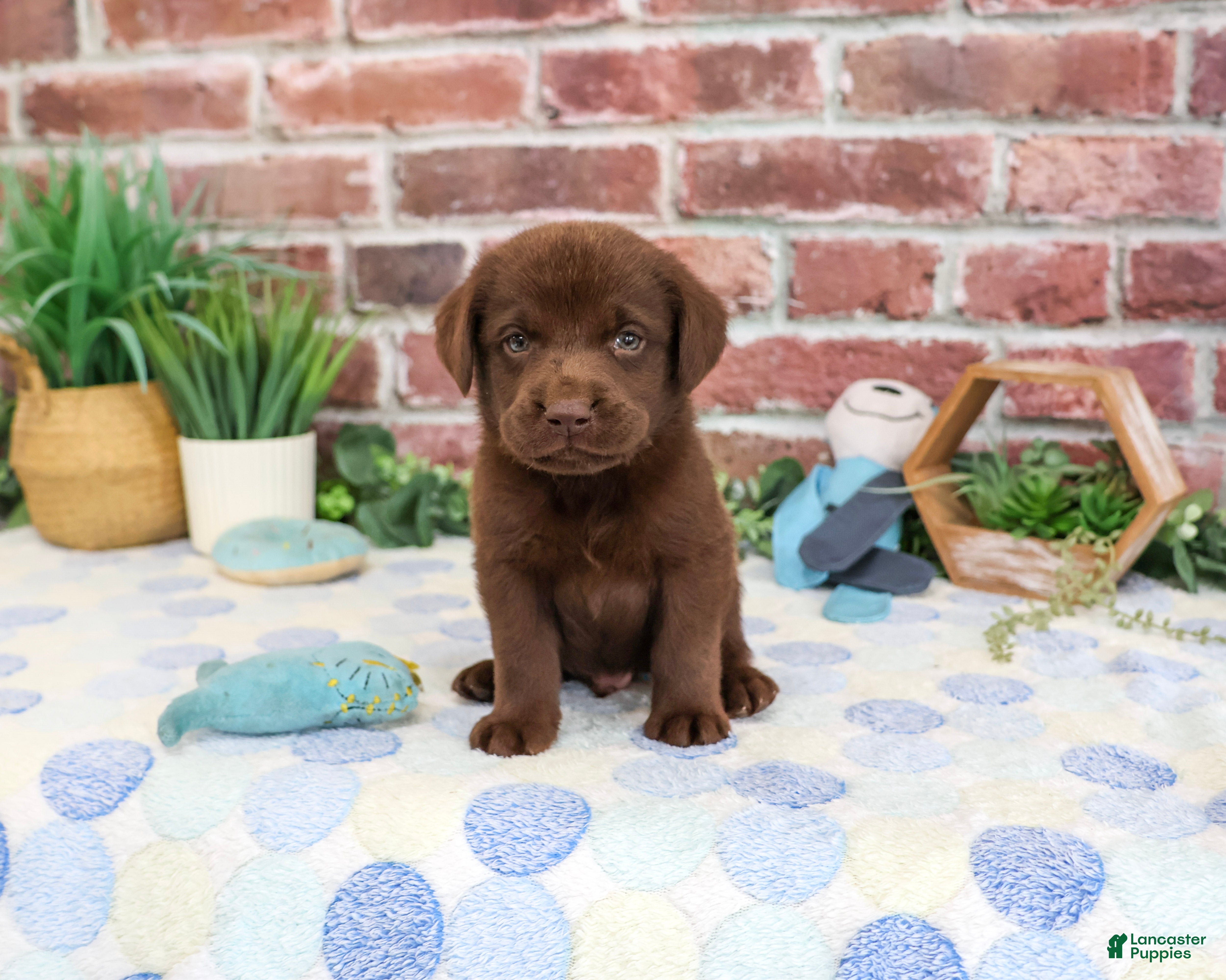 Labrador Retriever dogs Heath - Ad 19