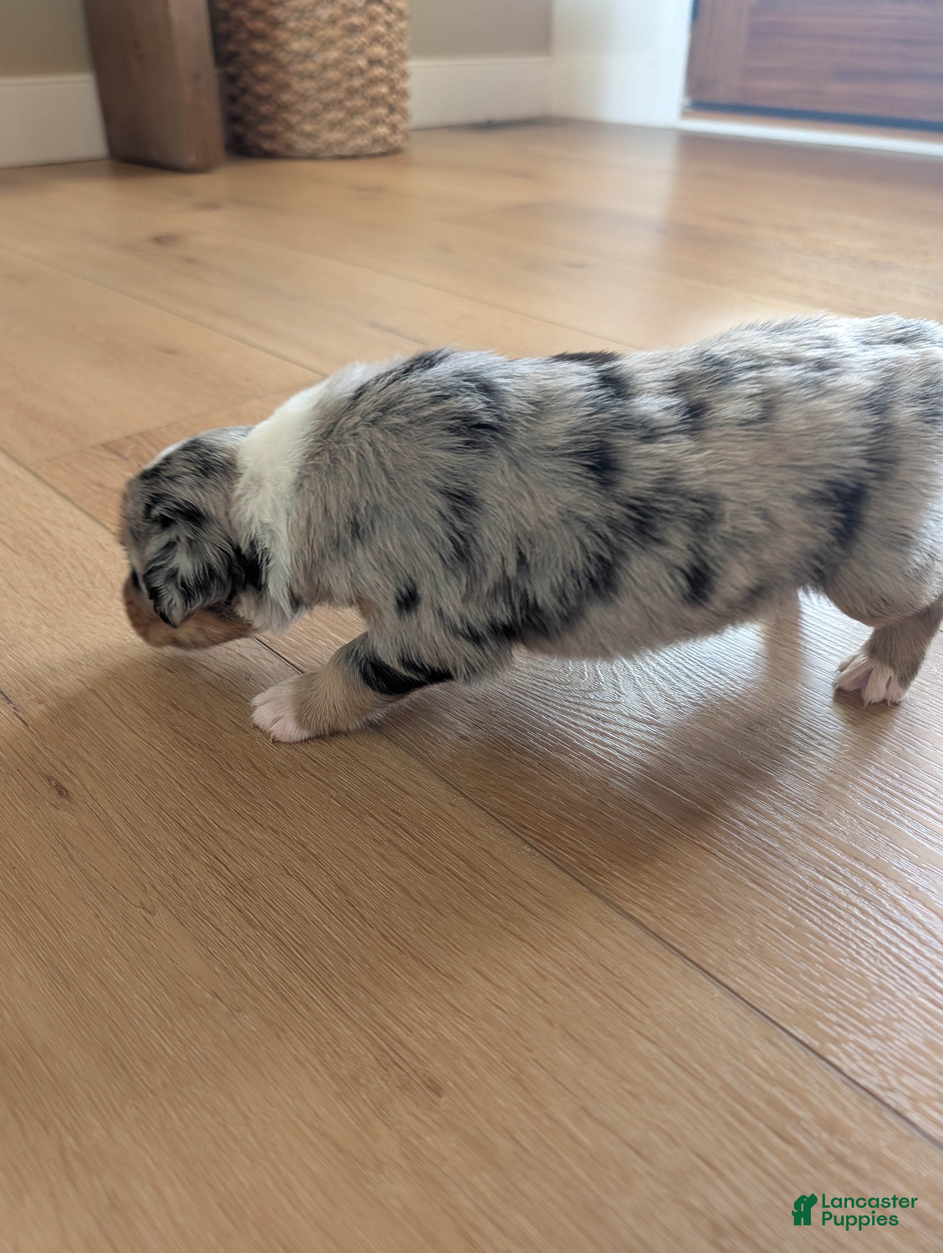 Australian Shepherd dogs Rusty: Male Merle Standard Australian Shepherd - Ad 38