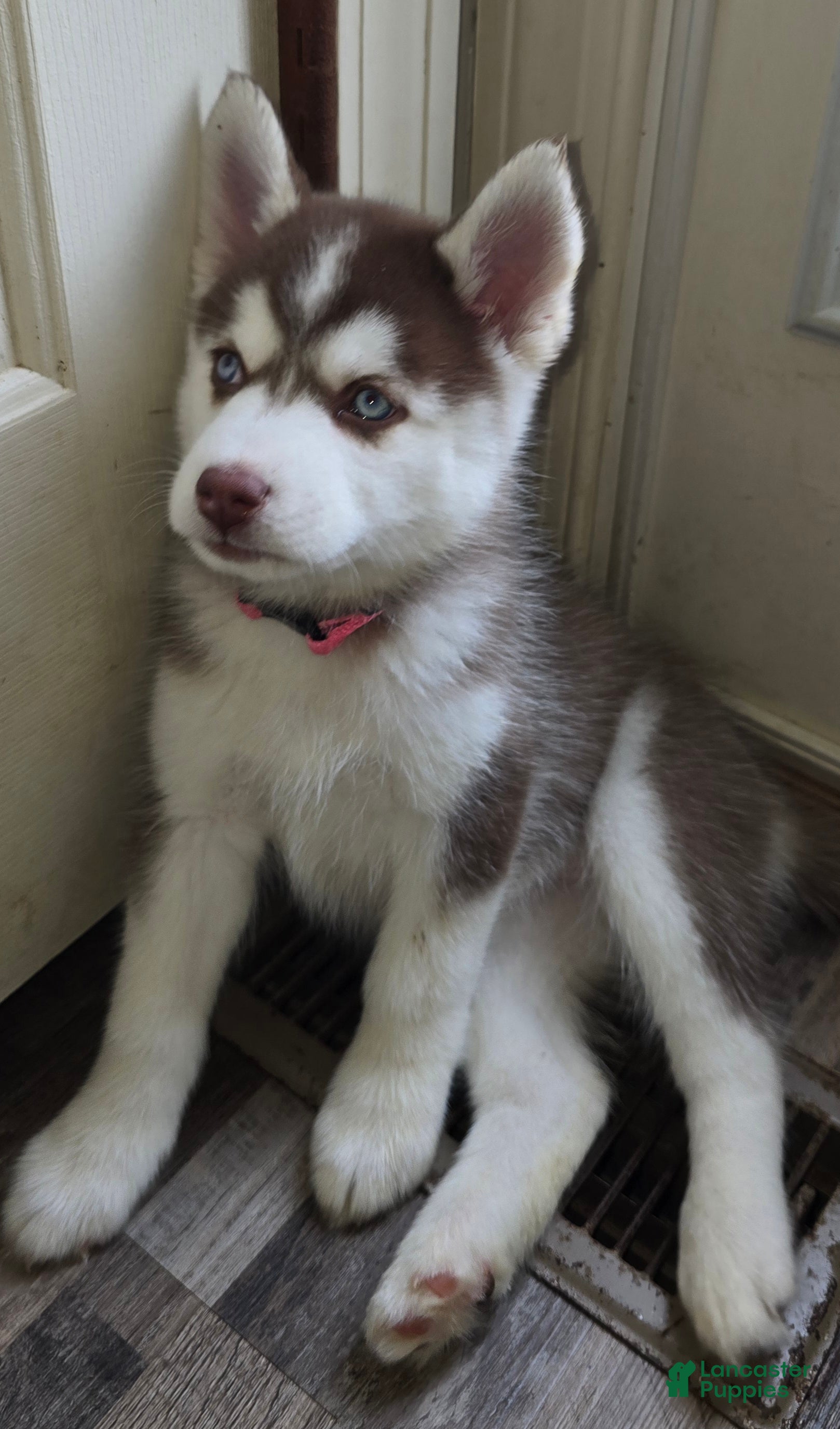 Pomsky dogs Mary  - Ad 37