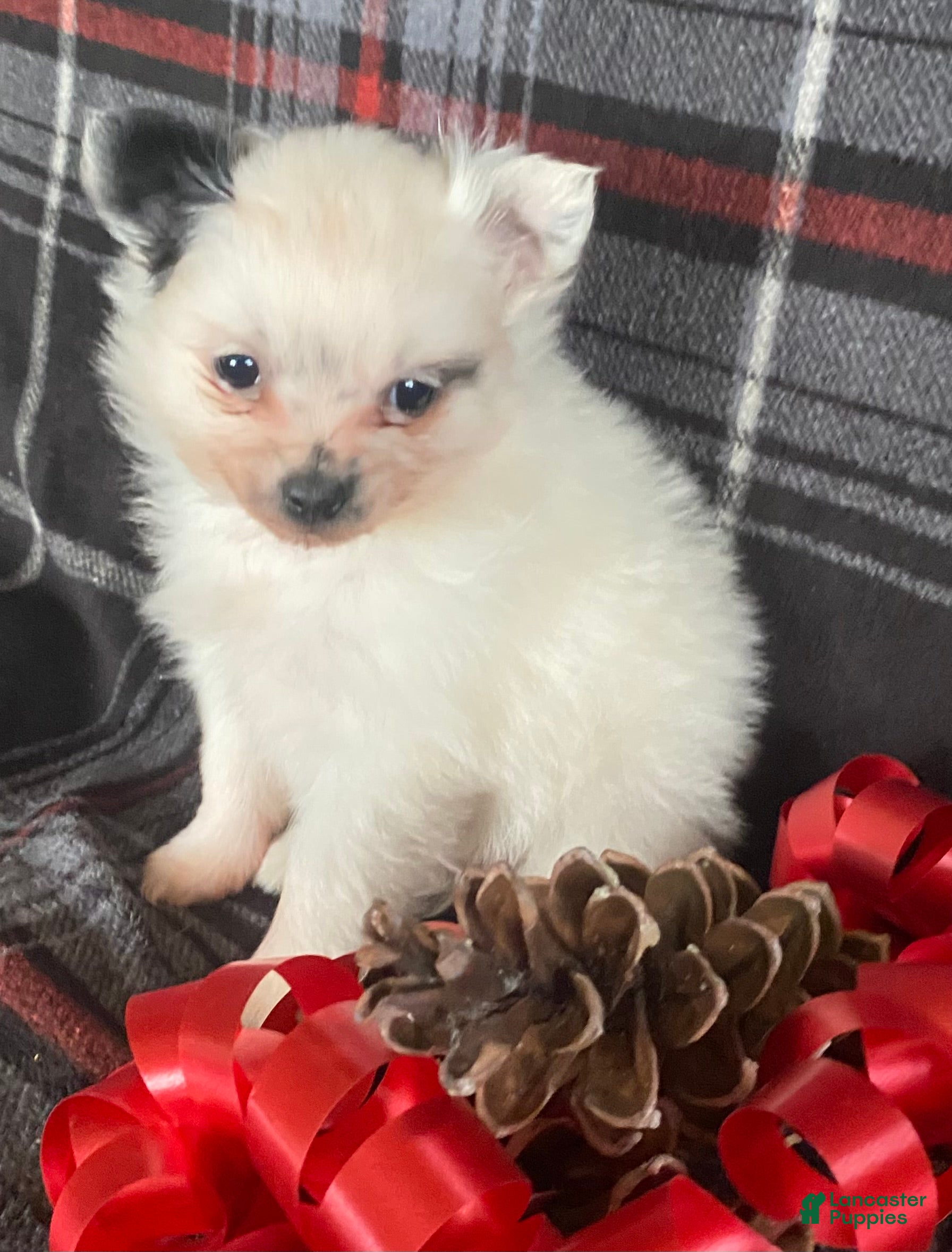 Pomchi dogs Misty - Ad 4