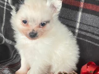 Pomchi dogs Misty - Ad 4