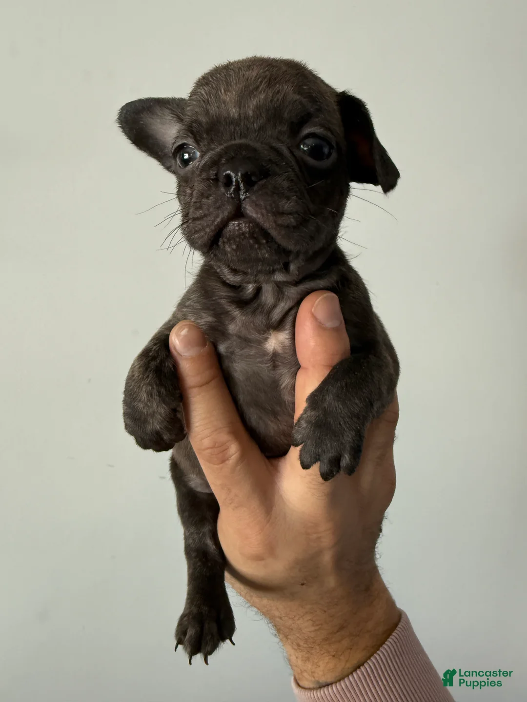 French Bulldog dogs for sale: French Bulldog Puppy 3 - Ad 1