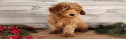 Mini Goldendoodle dogs for sale: Houston - Ad 8