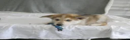 Gerberian Shepsky dogs for sale: Willow - Ad 4