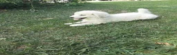 Great Pyrenees dogs for sale: Shasta - Ad 8