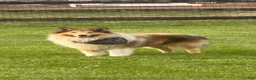 Collie dogs for sale: Collie 3 Sonja - Ad 6