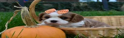 Cavalier King Charles Spaniel dogs for sale: Vera - Ad 4