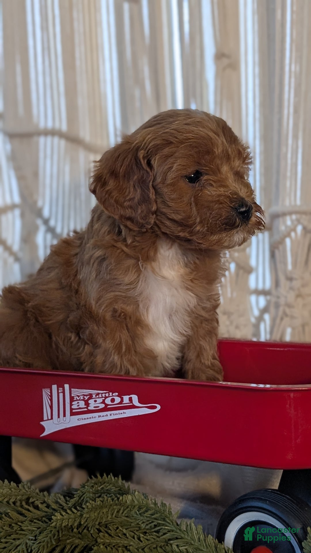 Cavapoo dogs for sale: Apollo - Ad 9