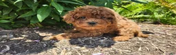 Miniature Poodle dogs for sale: Teddy - Ad 1
