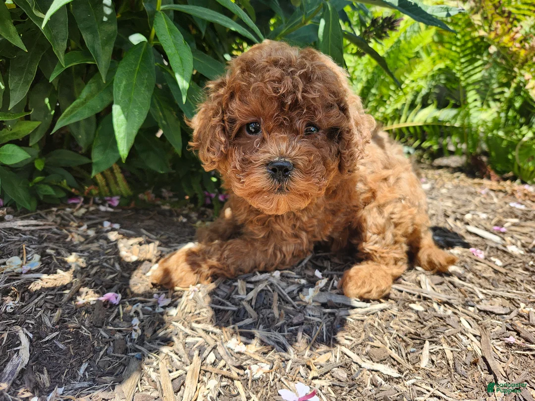 Miniature Poodle dogs for sale: Teddy - Ad 1