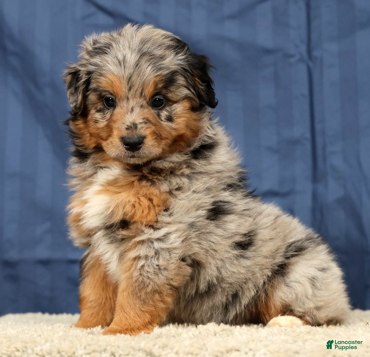 Mini Aussiedoodle dogs Austin - Ad 1