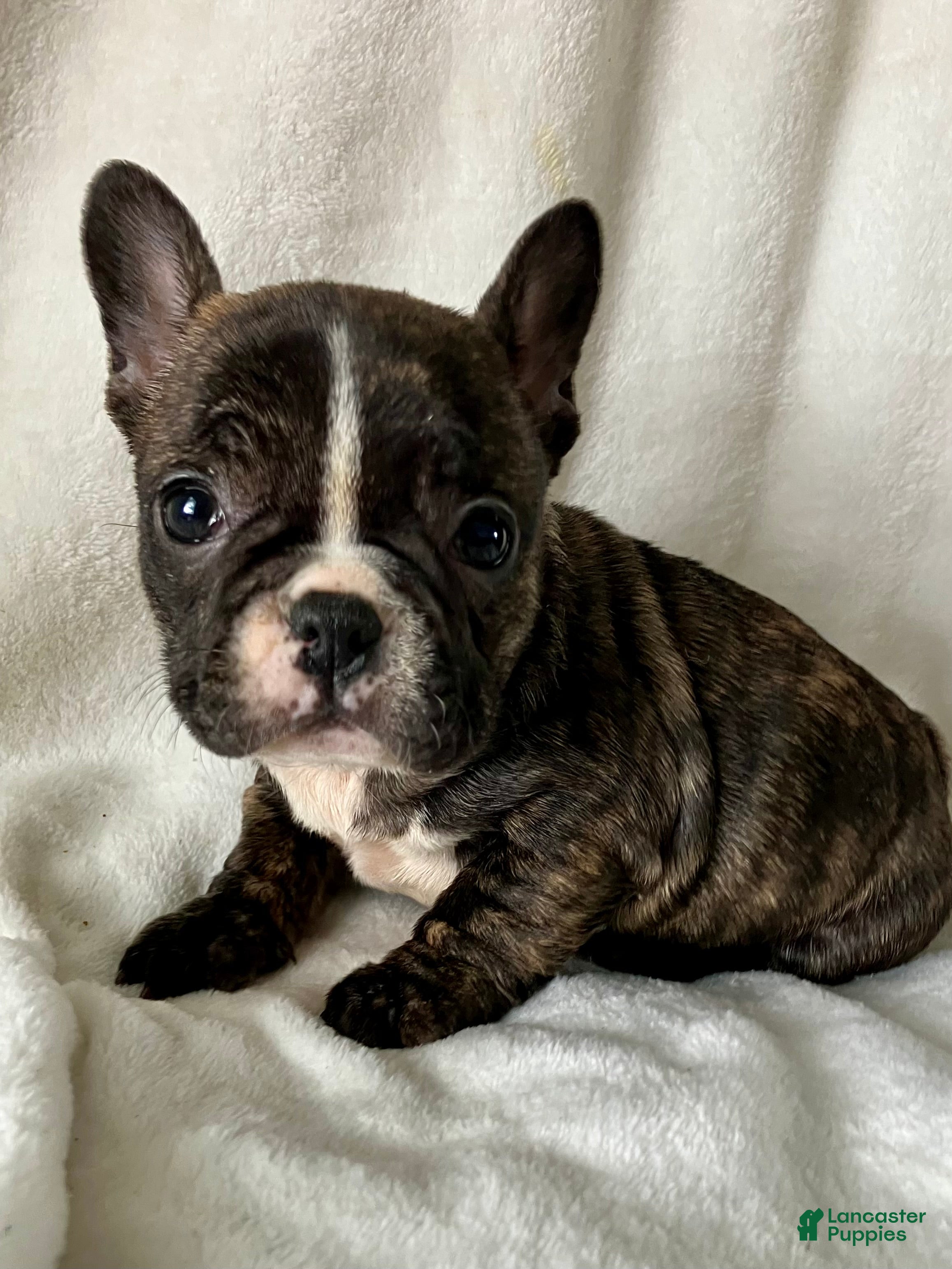 French Bulldog dogs Polly - Ad 2