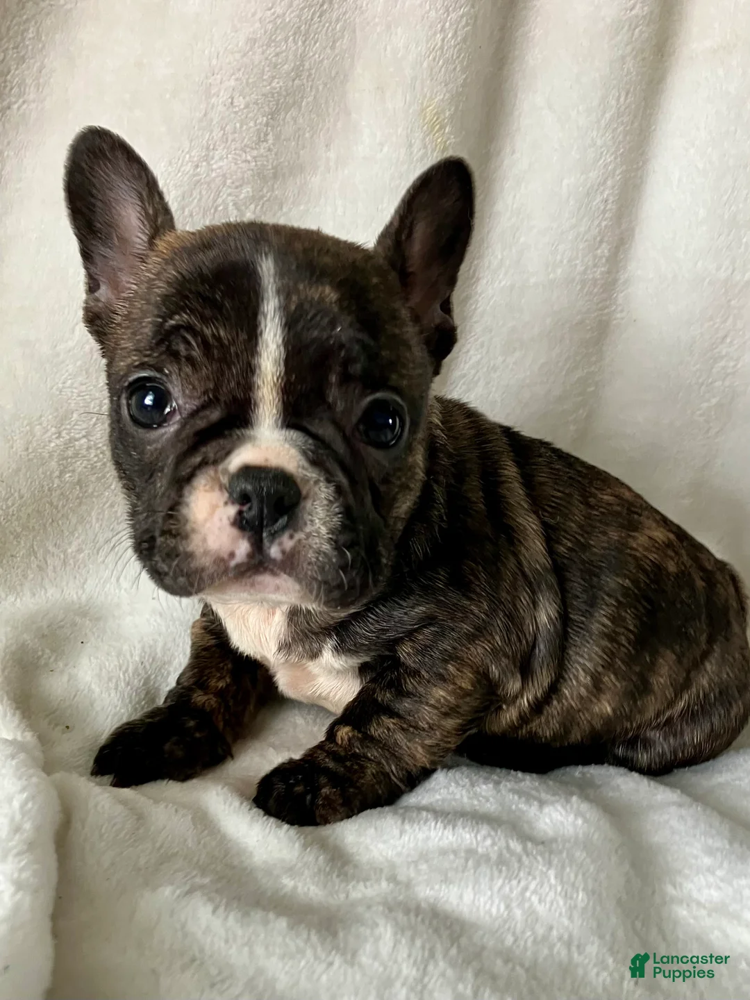 French Bulldog dogs for sale: Polly - Ad 2