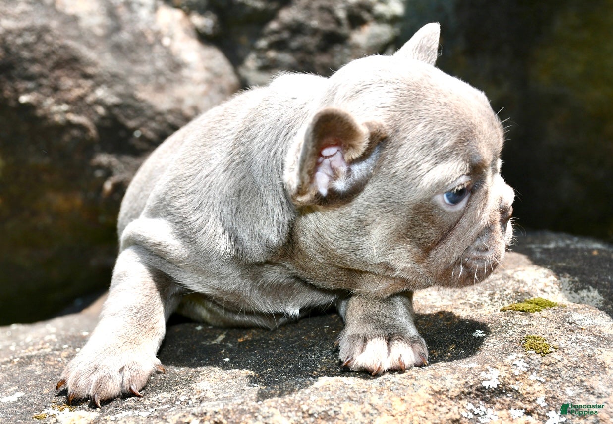 French Bulldog dogs French Bulldog 1 - Ad 2