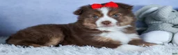 Miniature Australian Shepherd dogs for sale: ELVIS - Ad 8