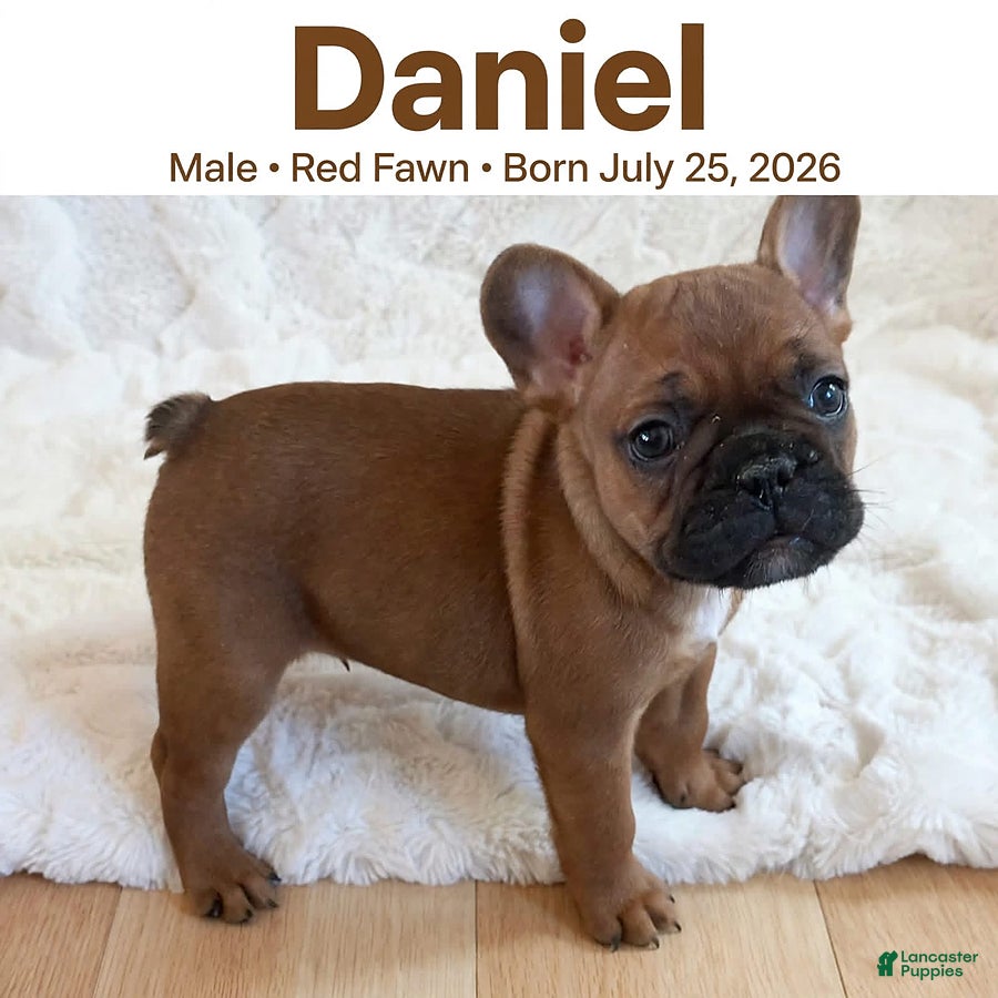 French Bulldog dogs Daniel - Ad 1