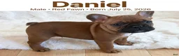 French Bulldog dogs for sale: Daniel - Ad 1