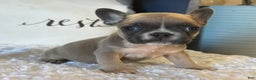 French Bulldog dogs for sale: Alex - Ad 7