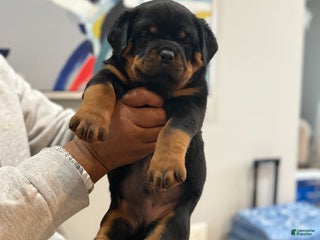 Rottweiler dogs Rottweiler Puppy 1 - Ad 16