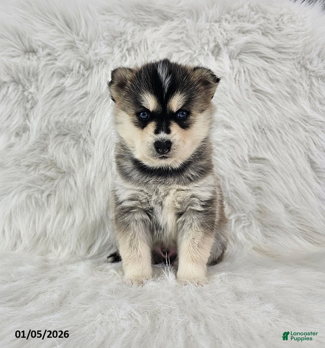 Pomsky dogs for sale: Rhett - Ad 2