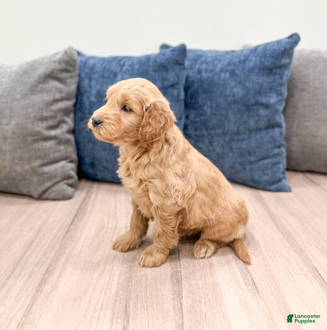 Mini Goldendoodle dogs for sale: Marshall - Ad 4