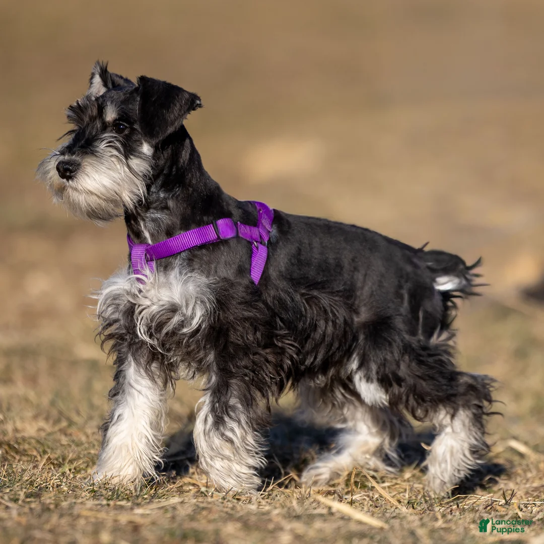 Miniature Schnauzer dogs for sale: Parker - Ad 2