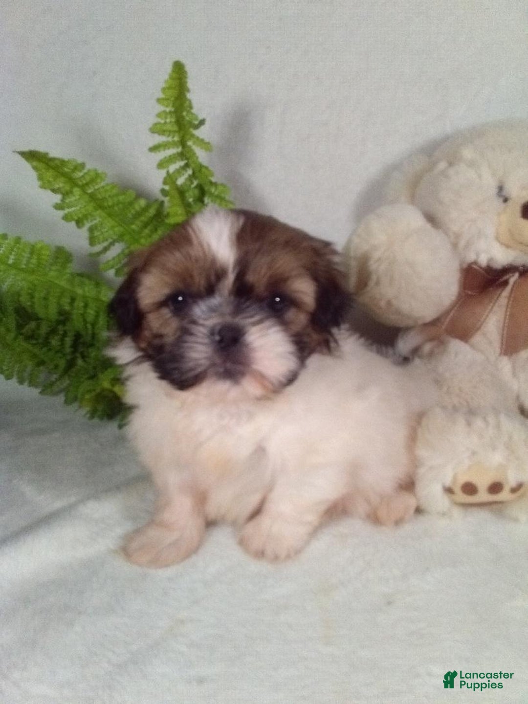 Shih Tzu dogs for sale: Riley - Ad 3