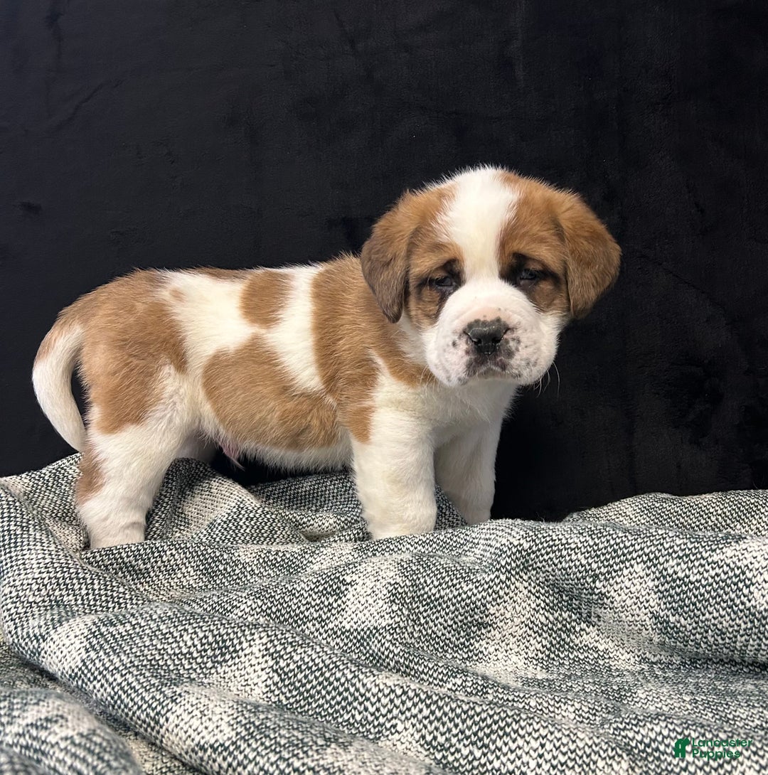 Saint Bernard dogs for sale: Jack - Ad 4