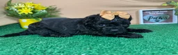 Shihpoo dogs for sale: Shihpoo 2 - Ad 4