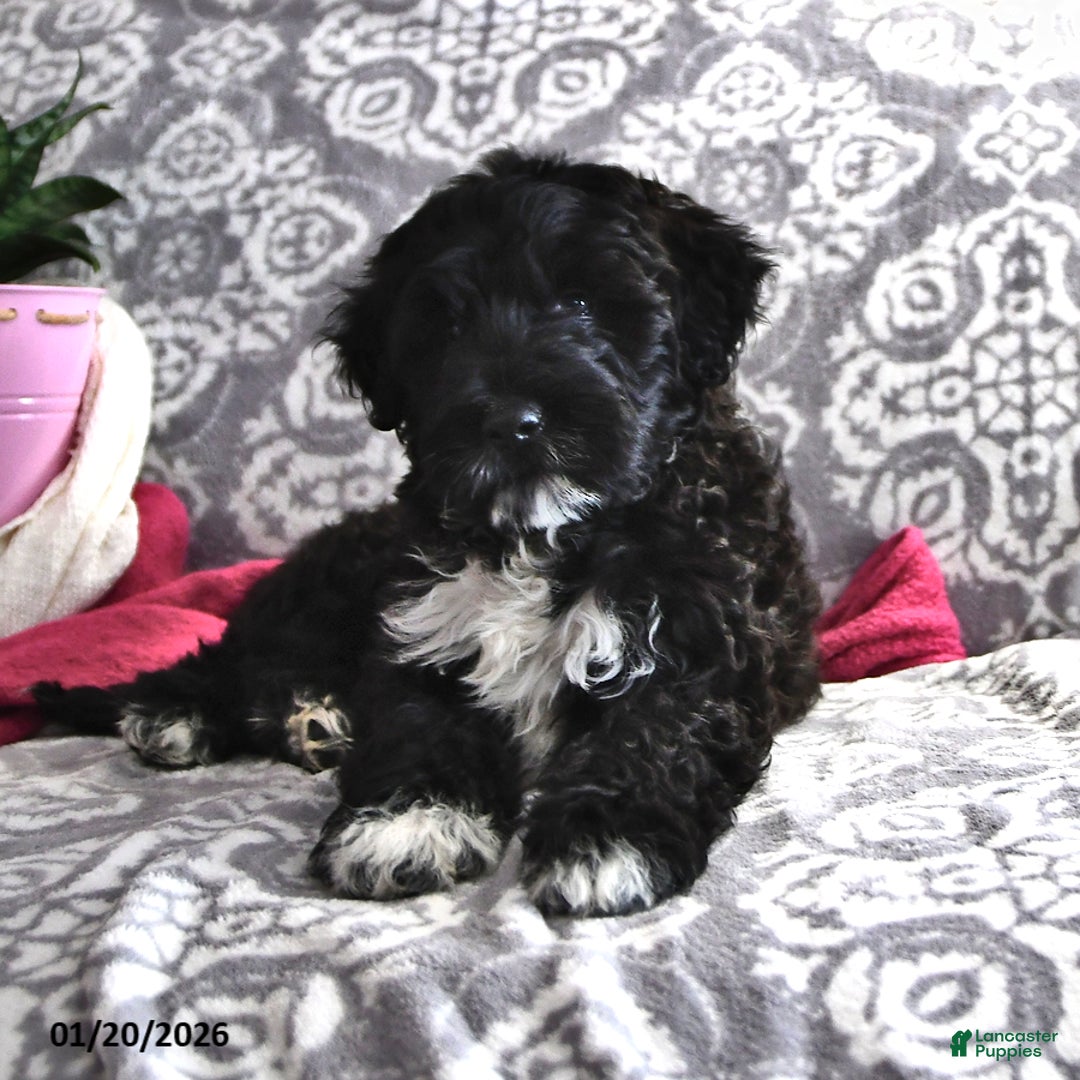 Portuguese Water Dog dogs for sale: Denny - Ad 1
