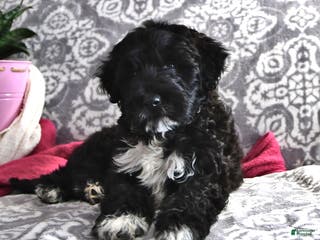 Portuguese Water Dog dogs Denny - Ad 5