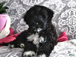 Portuguese Water Dog dogs Denny - Ad 4