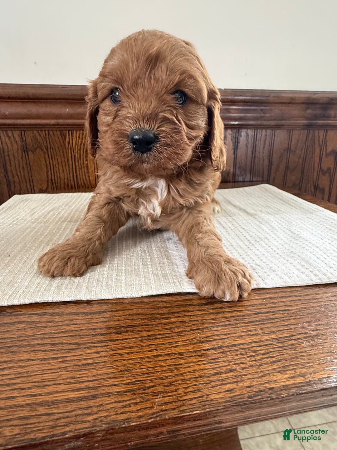 Cavapoo dogs for sale: Cavapoo Puppy 3 - Ad 1
