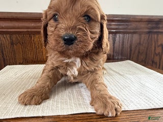 Cavapoo dogs Cavapoo Puppy 3 - Ad 26