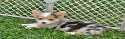 Welsh Corgi Pembroke dogs for sale: Gorgeous George  - Ad 3