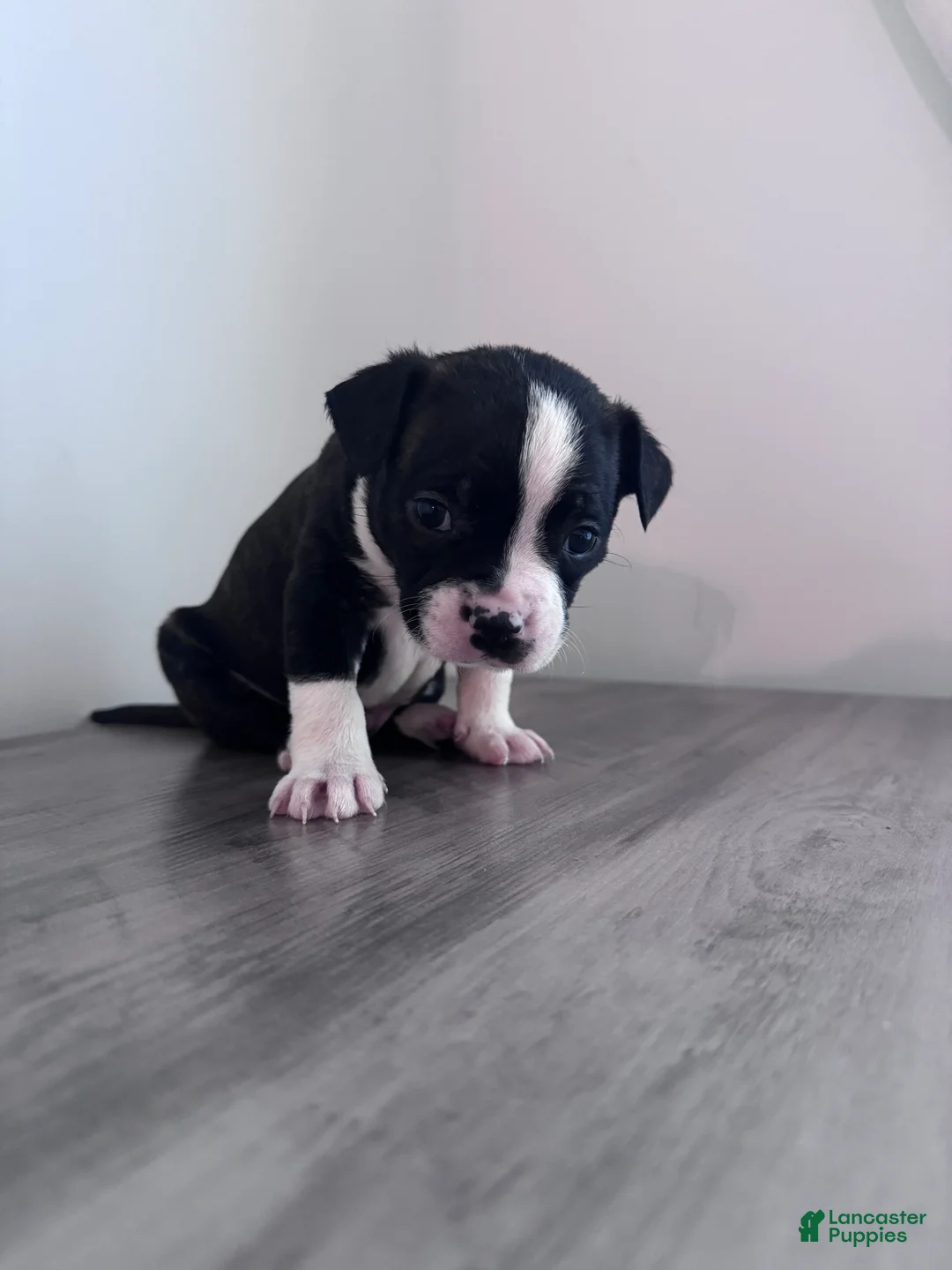 Mixed Breed dogs for sale: Tip 🐾 - Ad 2