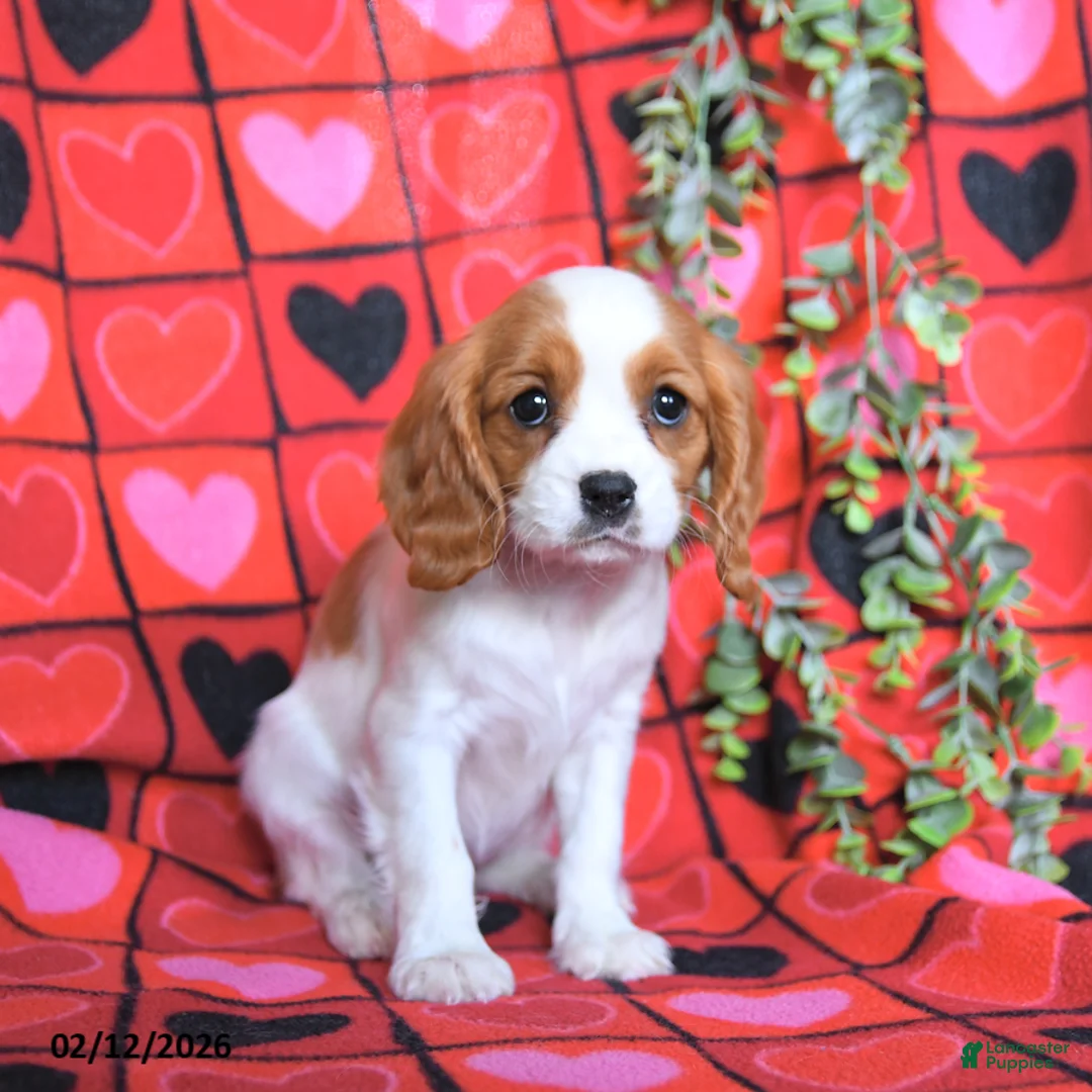 Cavalier King Charles Spaniel dogs for sale: Rose  - Ad 3