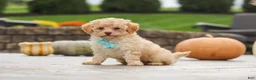 Cavapoo dogs for sale: Sven - Ad 8