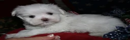 Maltese dogs for sale: Chester - Ad 4