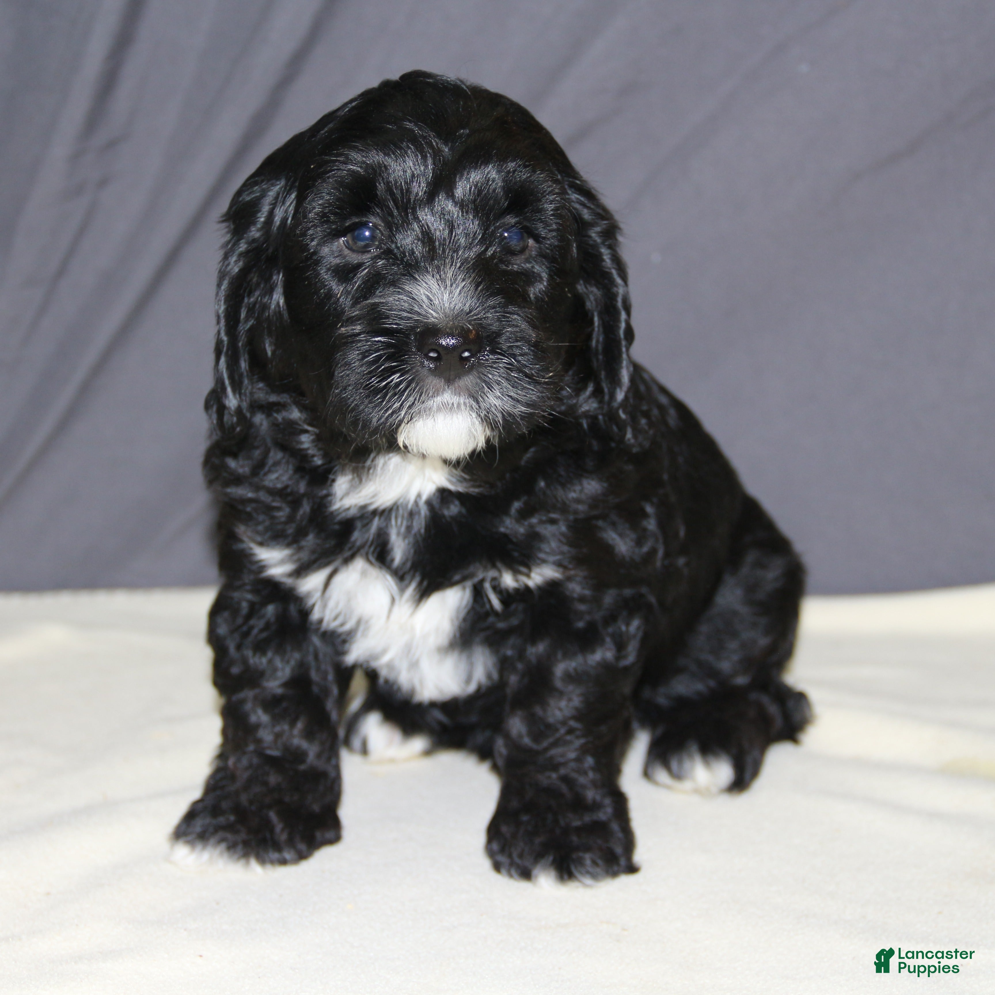 Mini Bernedoodle dogs for sale: Bandit - Ad 1