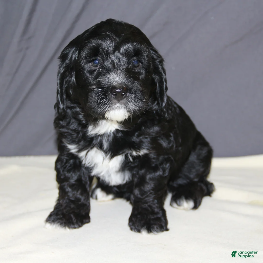 Mini Bernedoodle dogs for sale: Bandit - Ad 1