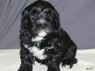 Mini Bernedoodle dogs for sale: Bandit - Ad 1