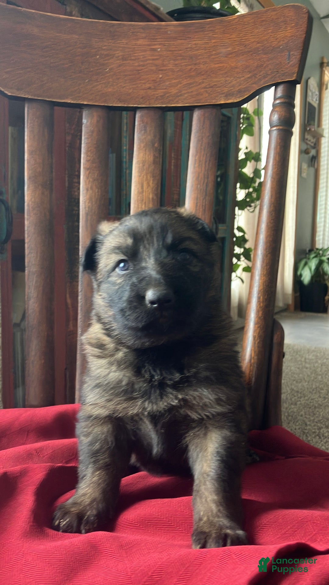 German Shepherd dogs for sale: ♥️KING♥️ - Ad 13