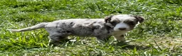 Aussiedoodle dogs for sale: Latigo  - Ad 2